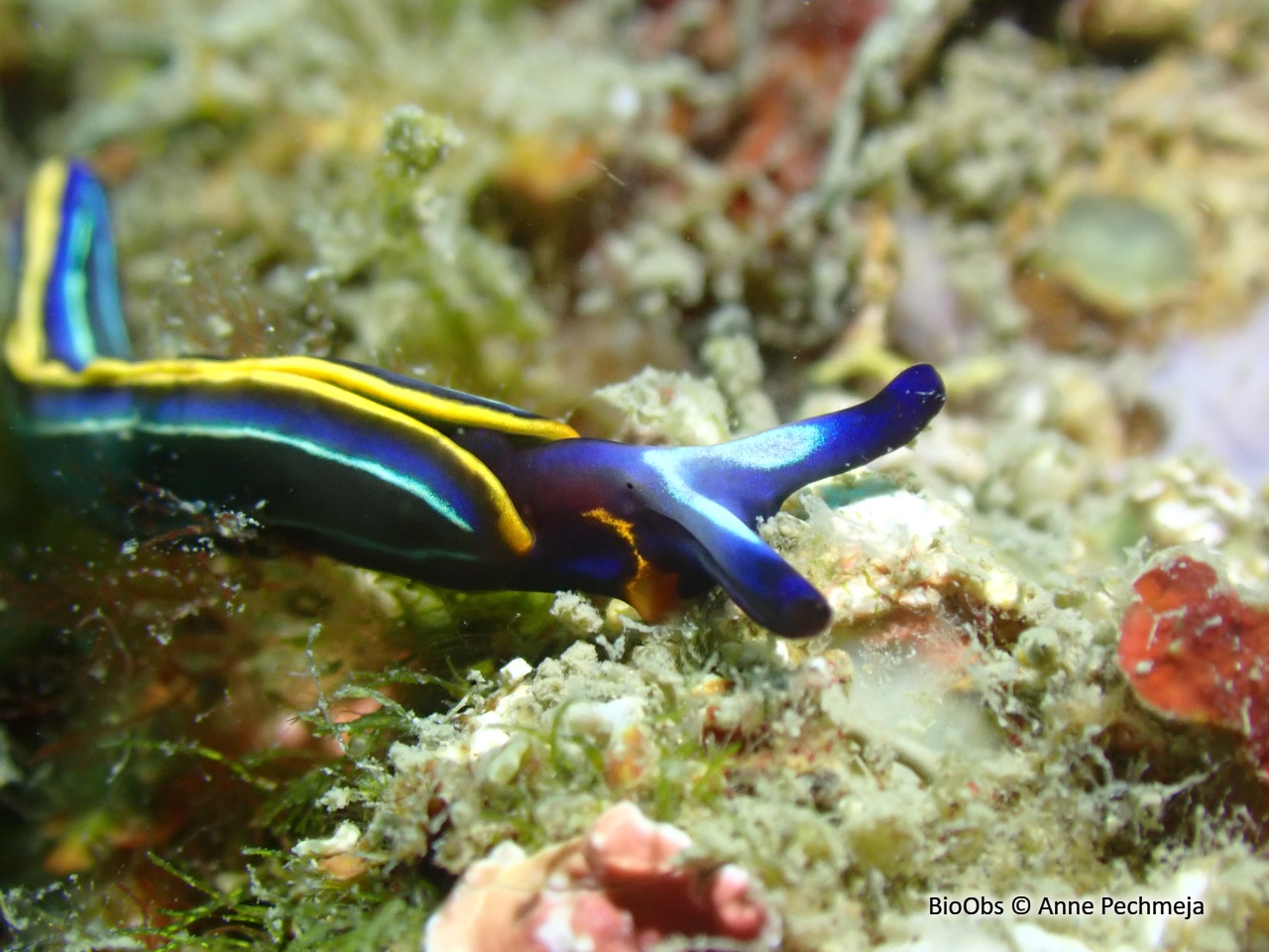 Thuridille de Hope - Thuridilla hopei - Anne Pechmeja - BioObs