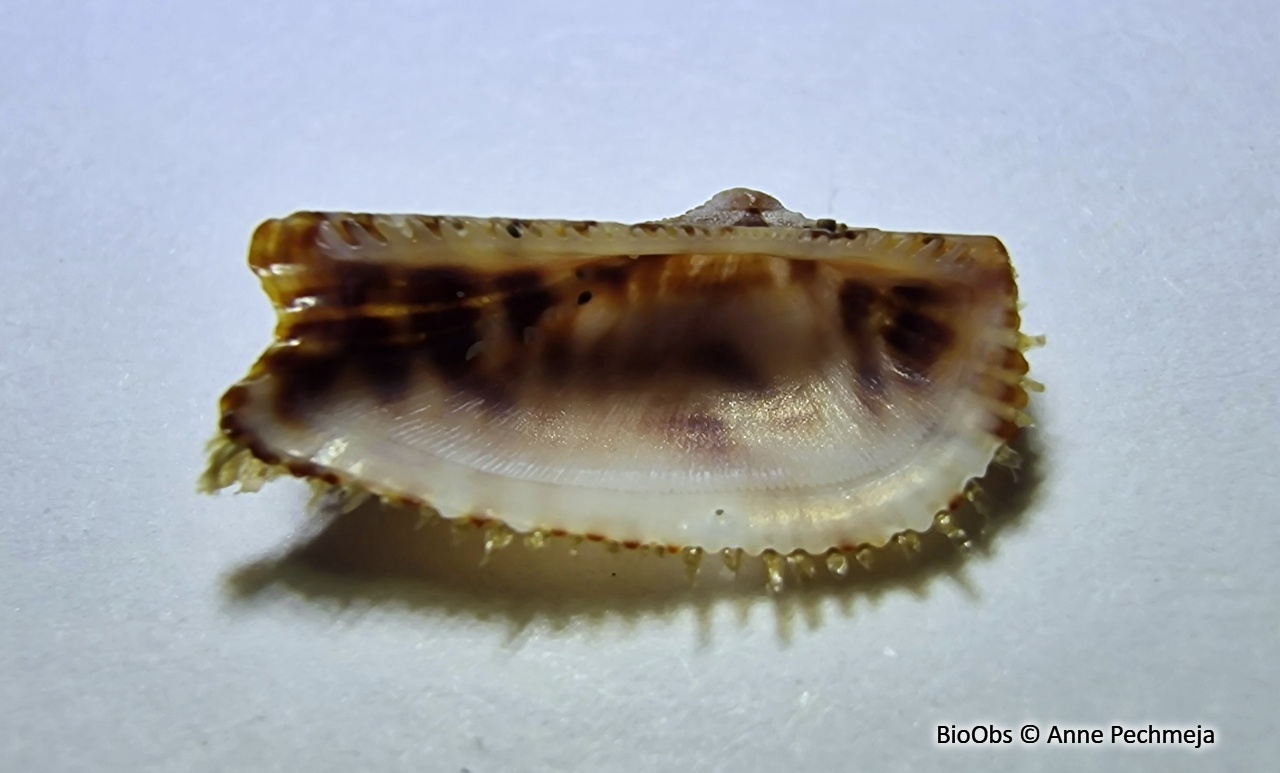 Arche de Noé - Arca noae - Anne Pechmeja - BioObs