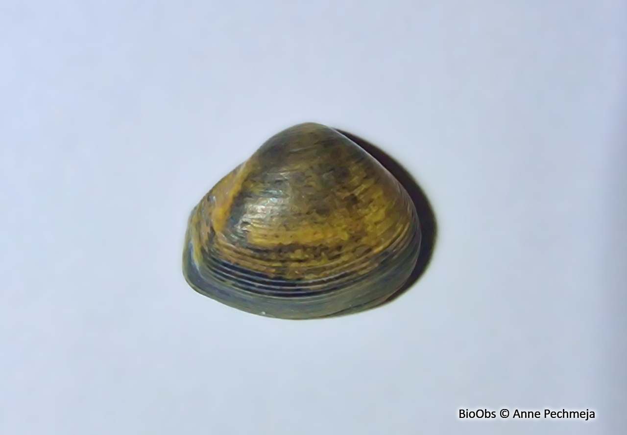 Varicorbula gibba -  Varicorbula gibba - Anne Pechmeja - BioObs