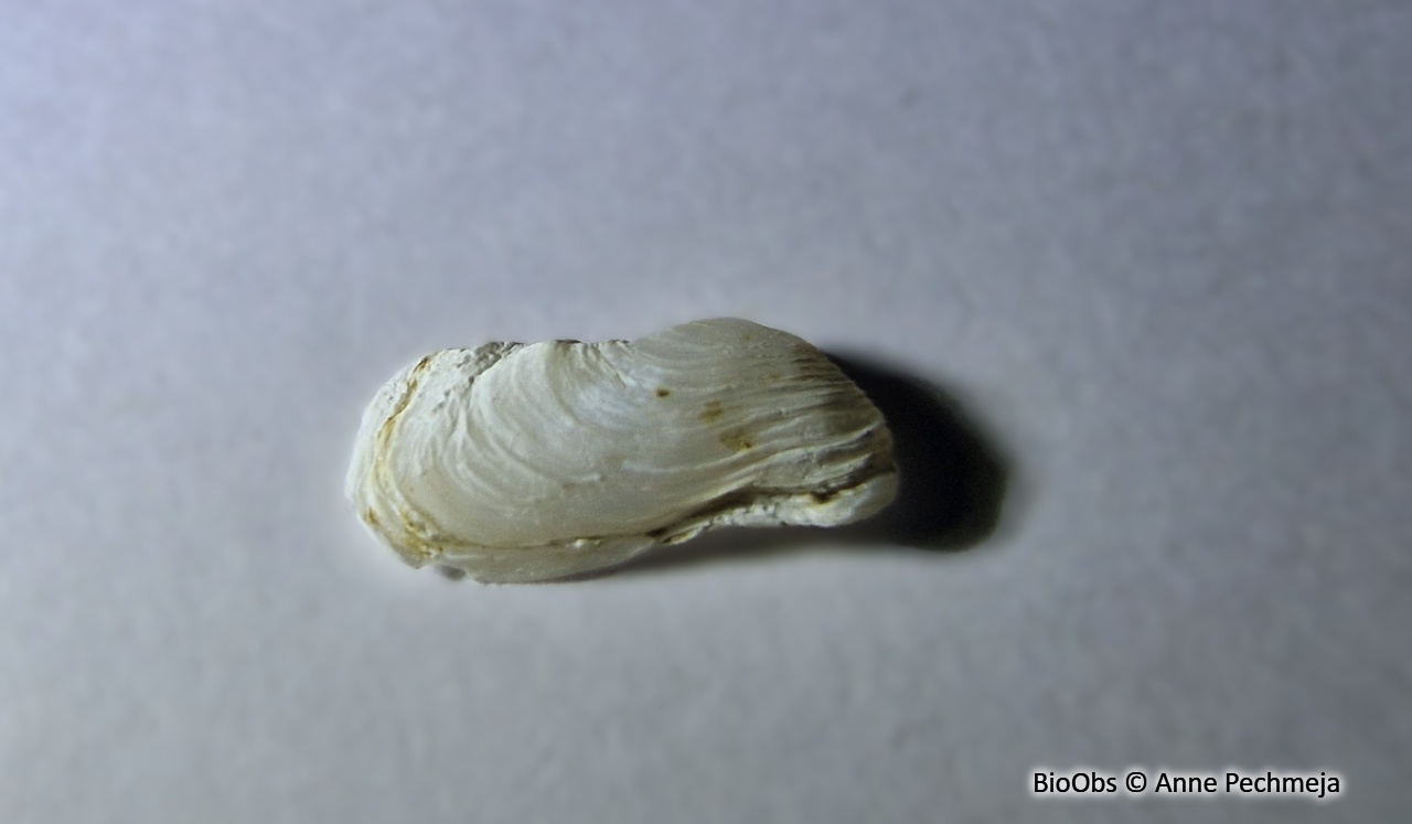 Hiatelle ridée - Hiatella arctica - Anne Pechmeja - BioObs