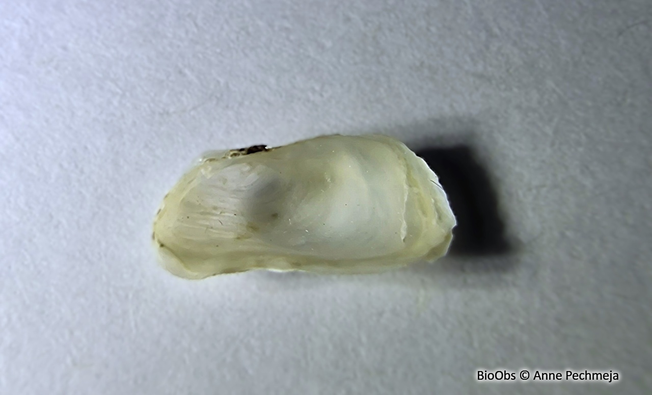 Hiatelle ridée - Hiatella arctica - Anne Pechmeja - BioObs