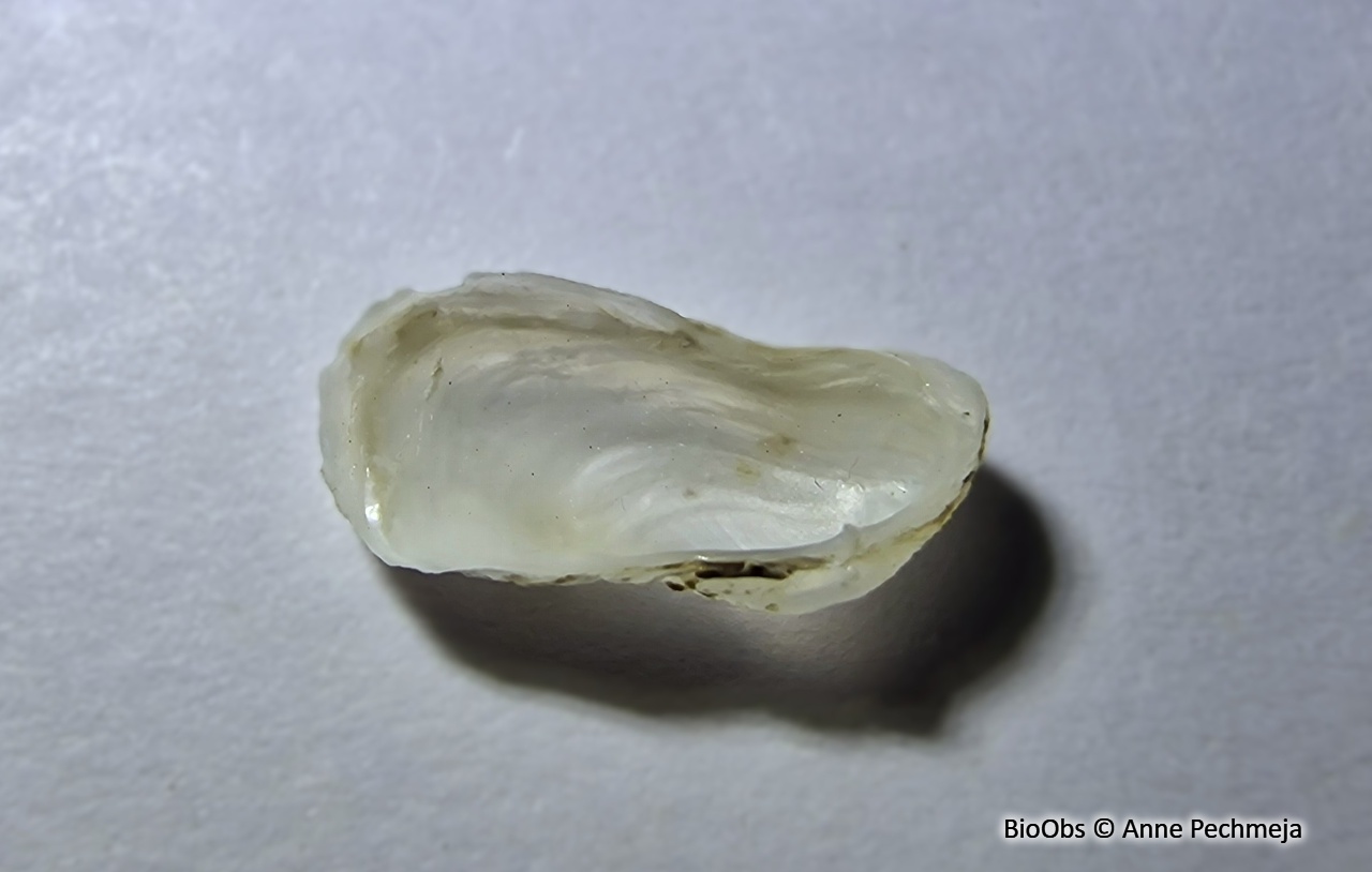 Hiatelle ridée - Hiatella arctica - Anne Pechmeja - BioObs