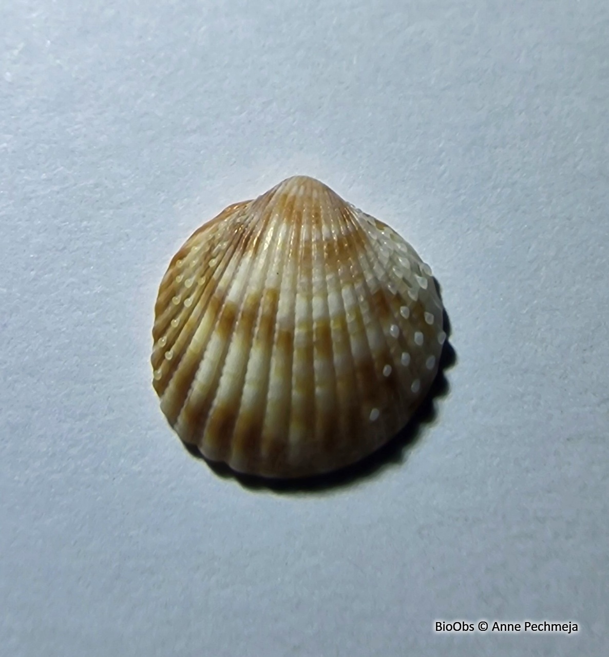 Cardium papillon - Papillicardium papillosum - Anne Pechmeja - BioObs