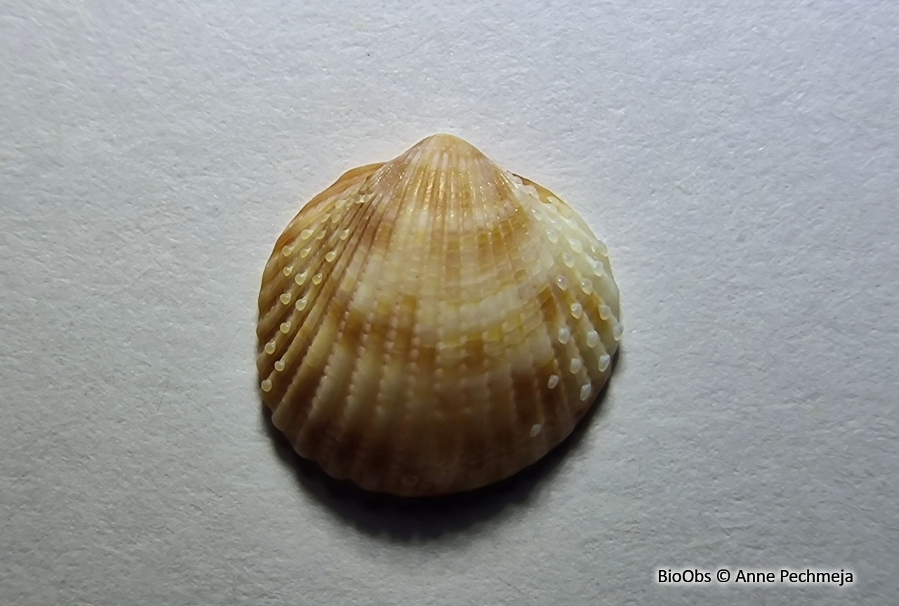 Cardium papillon - Papillicardium papillosum - Anne Pechmeja - BioObs