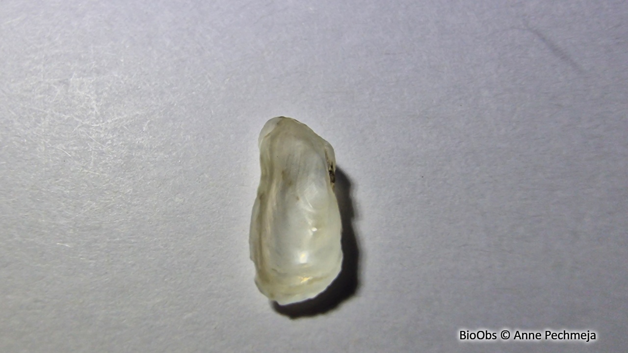 Hiatelle ridée - Hiatella arctica - Anne Pechmeja - BioObs