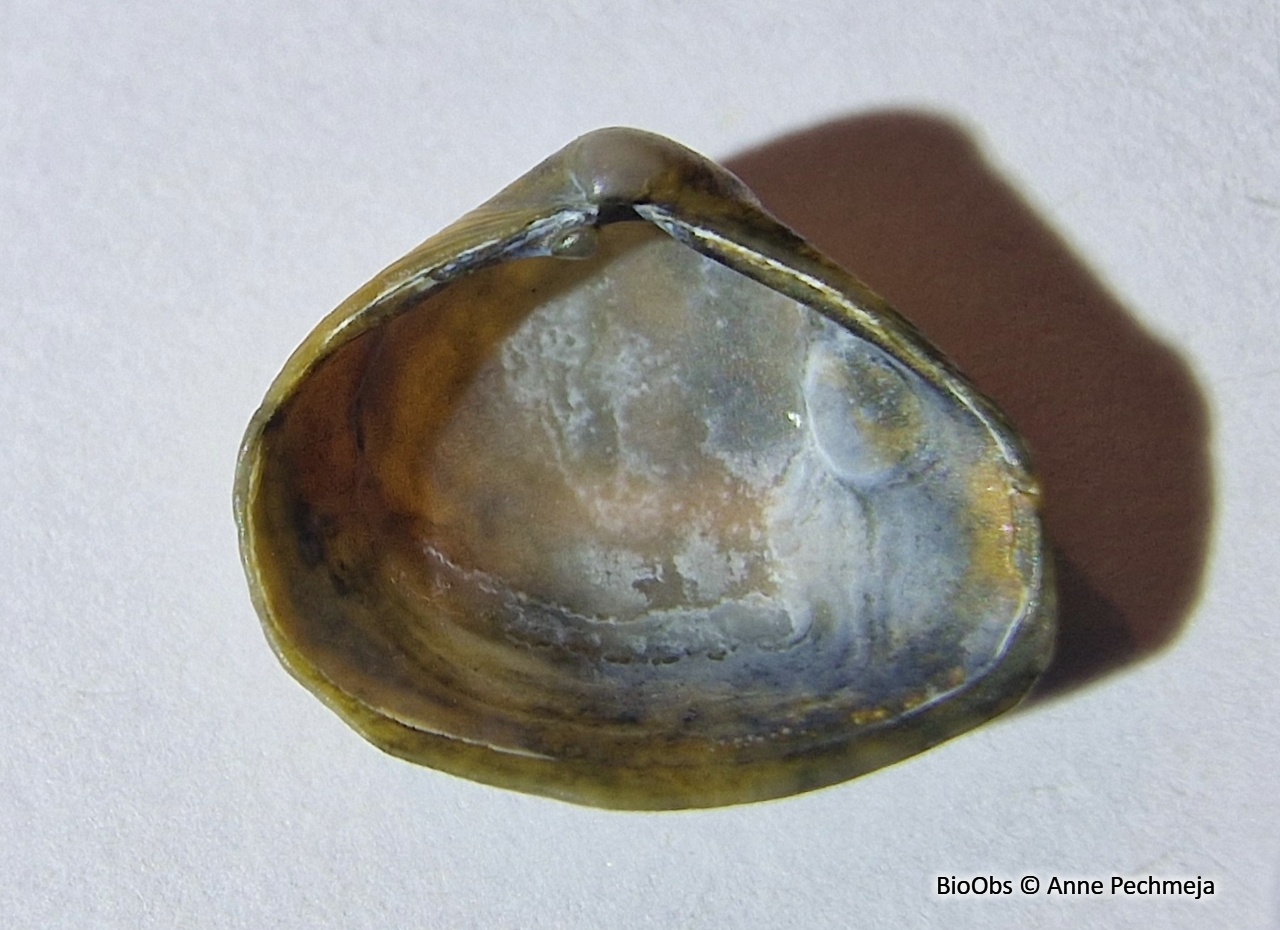 Varicorbula gibba -  Varicorbula gibba - Anne Pechmeja - BioObs