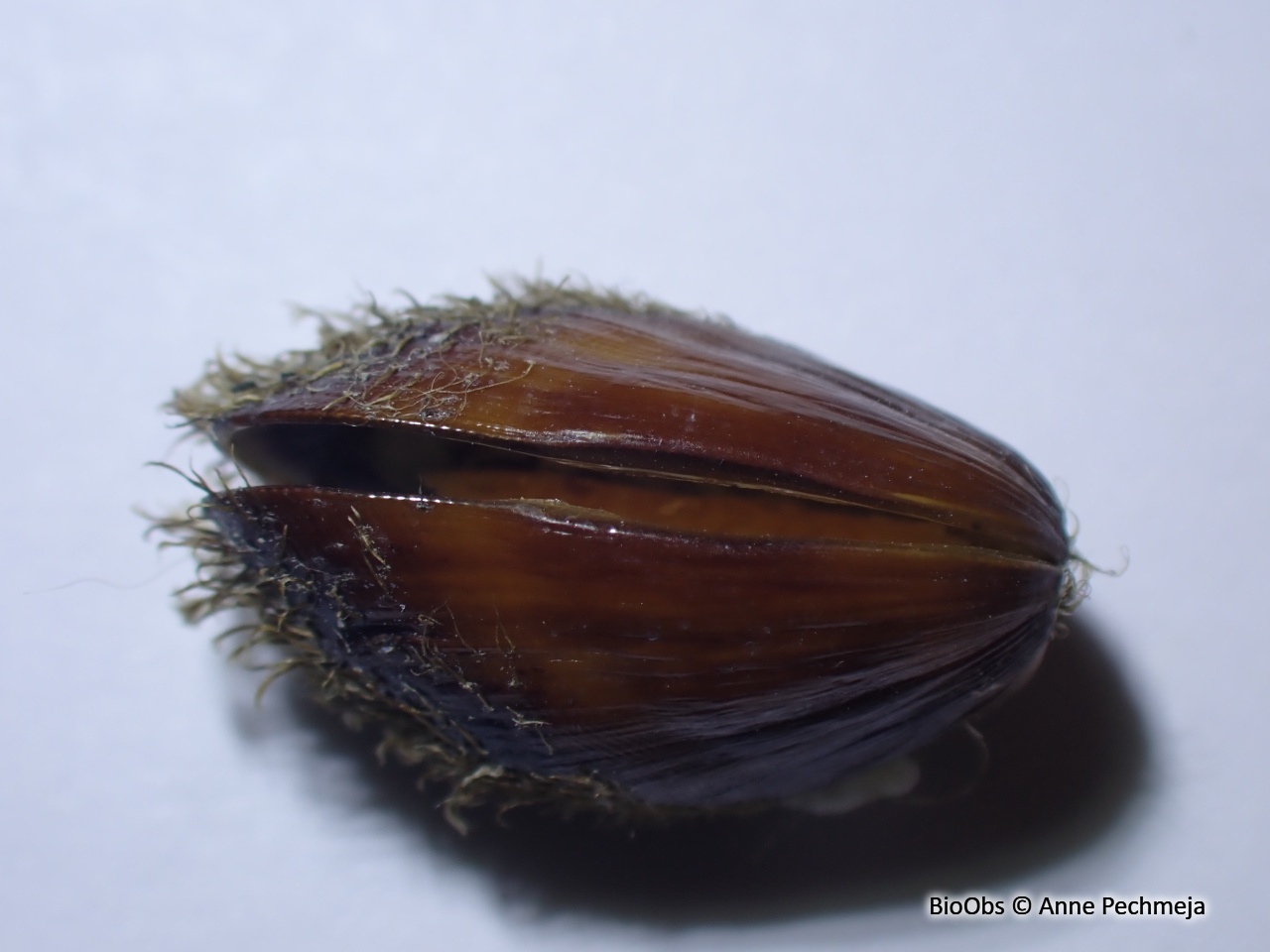 Moule à demi poilue - Gregariella petagnae - Anne Pechmeja - BioObs