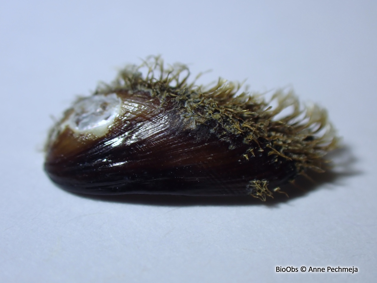 Moule à demi poilue - Gregariella petagnae - Anne Pechmeja - BioObs