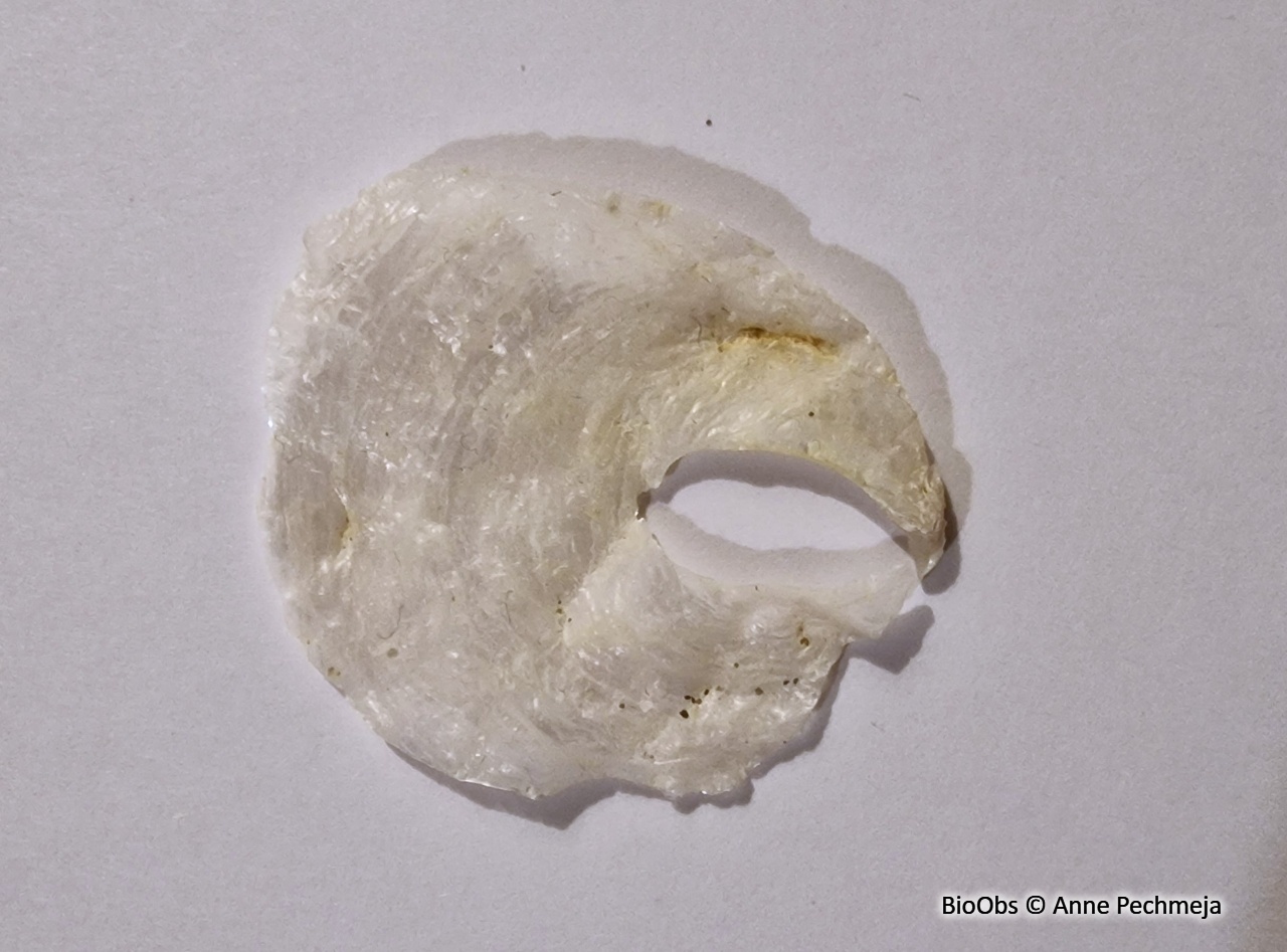 Anomie pelure d'oignon - Anomia ephippium - Anne Pechmeja - BioObs