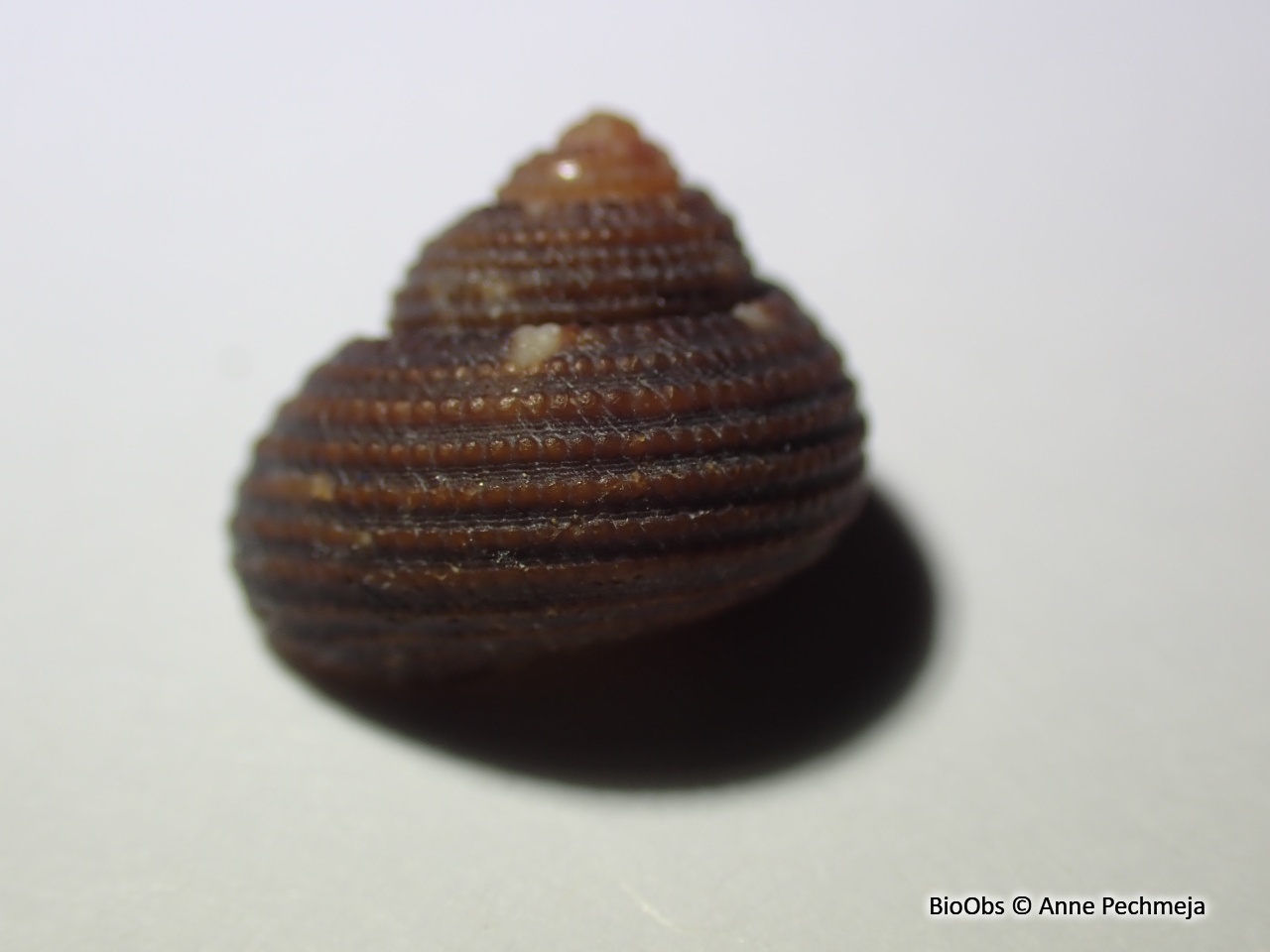 Clanculus croisé - Clanculus cruciatus - Anne Pechmeja - BioObs