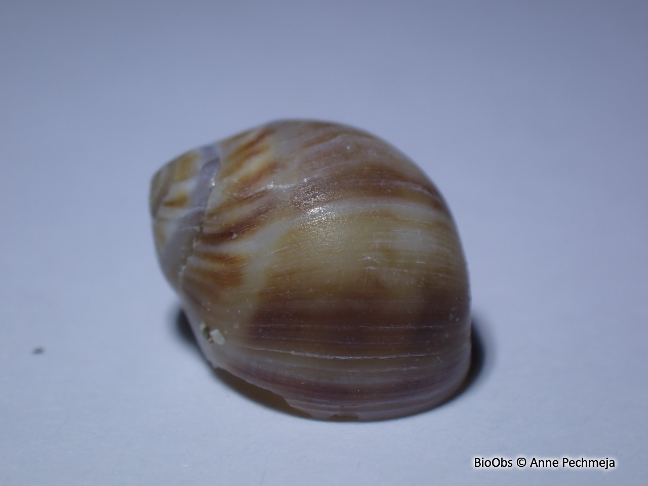 Natice menue - Euspira macilenta - Anne Pechmeja - BioObs