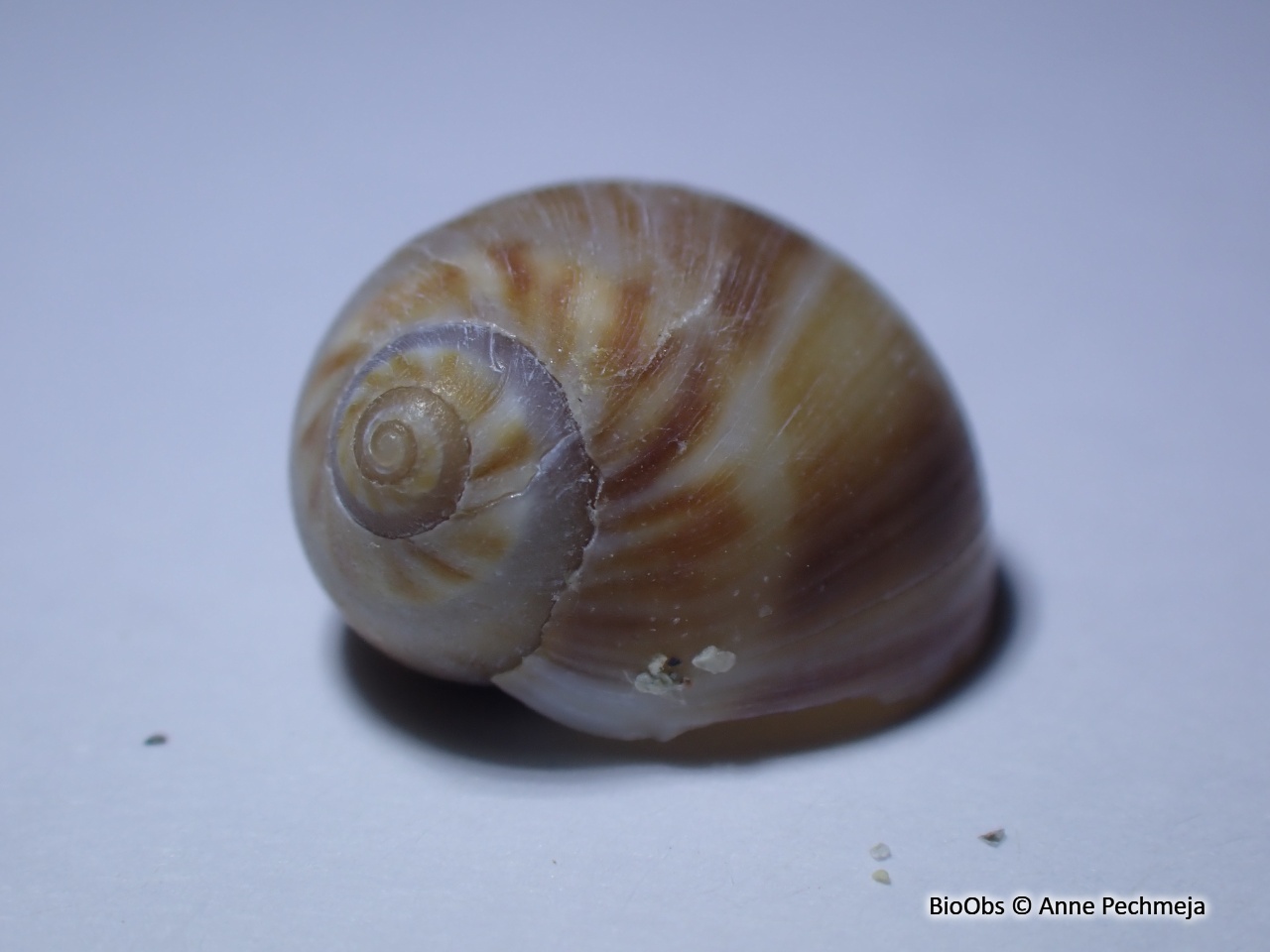 Natice menue - Euspira macilenta - Anne Pechmeja - BioObs