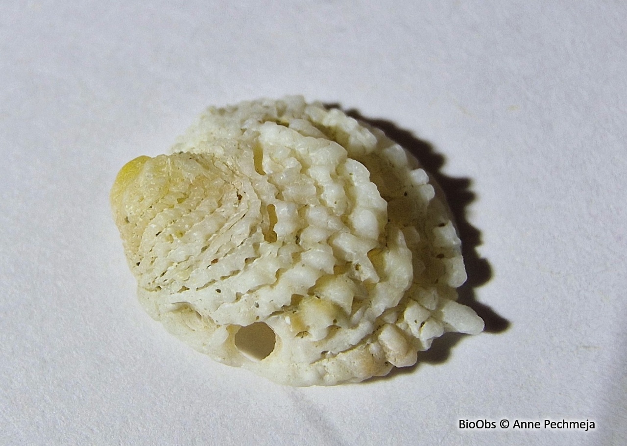 Chama gryphoides - Chama gryphoides - Anne Pechmeja - BioObs