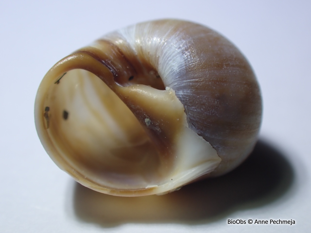 Natice menue - Euspira macilenta - Anne Pechmeja - BioObs