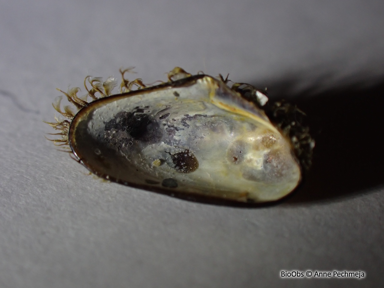 Moule à demi poilue - Gregariella petagnae - Anne Pechmeja - BioObs