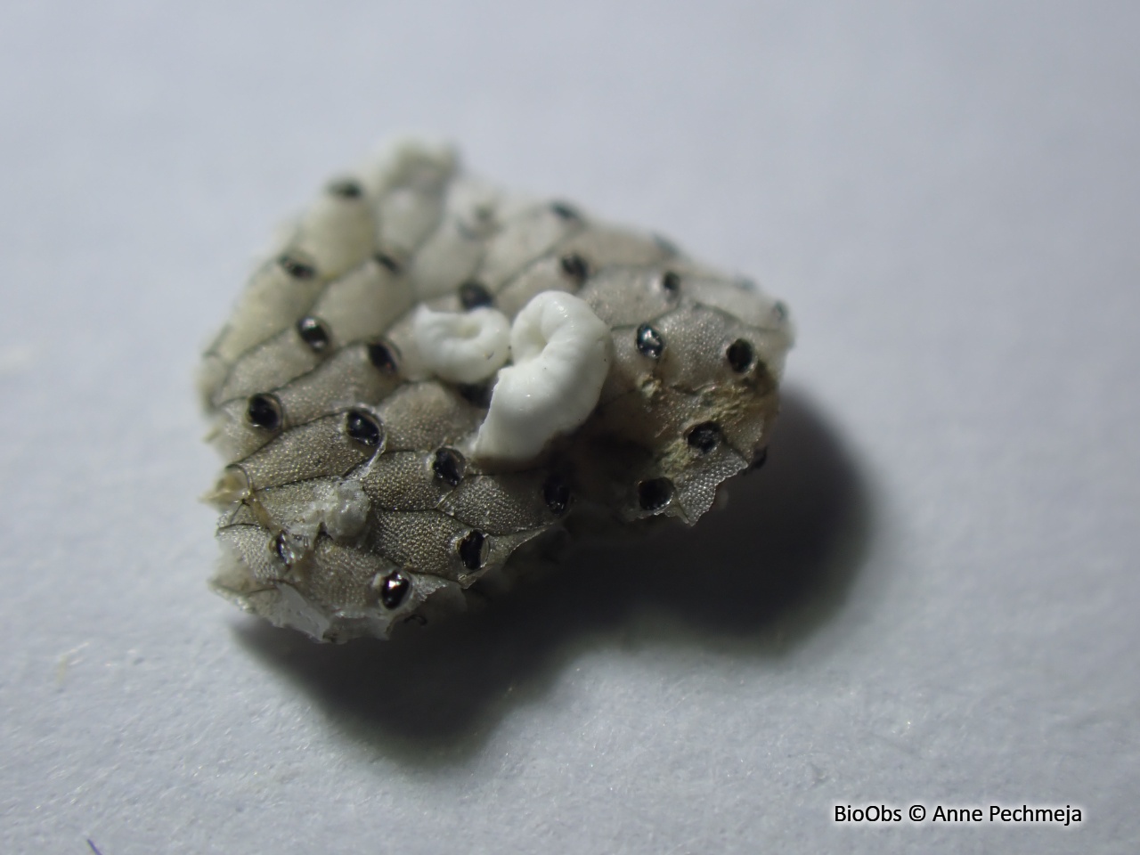 Bryozoaire watersipora (genre) - Watersipora - Anne Pechmeja - BioObs