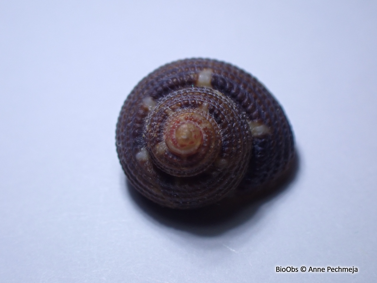 Clanculus croisé - Clanculus cruciatus - Anne Pechmeja - BioObs