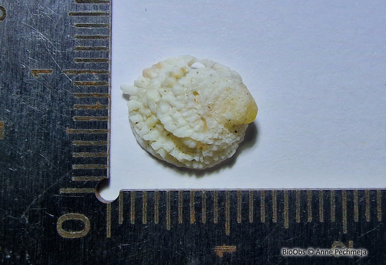 Chama gryphoides - Chama gryphoides - Anne Pechmeja - BioObs