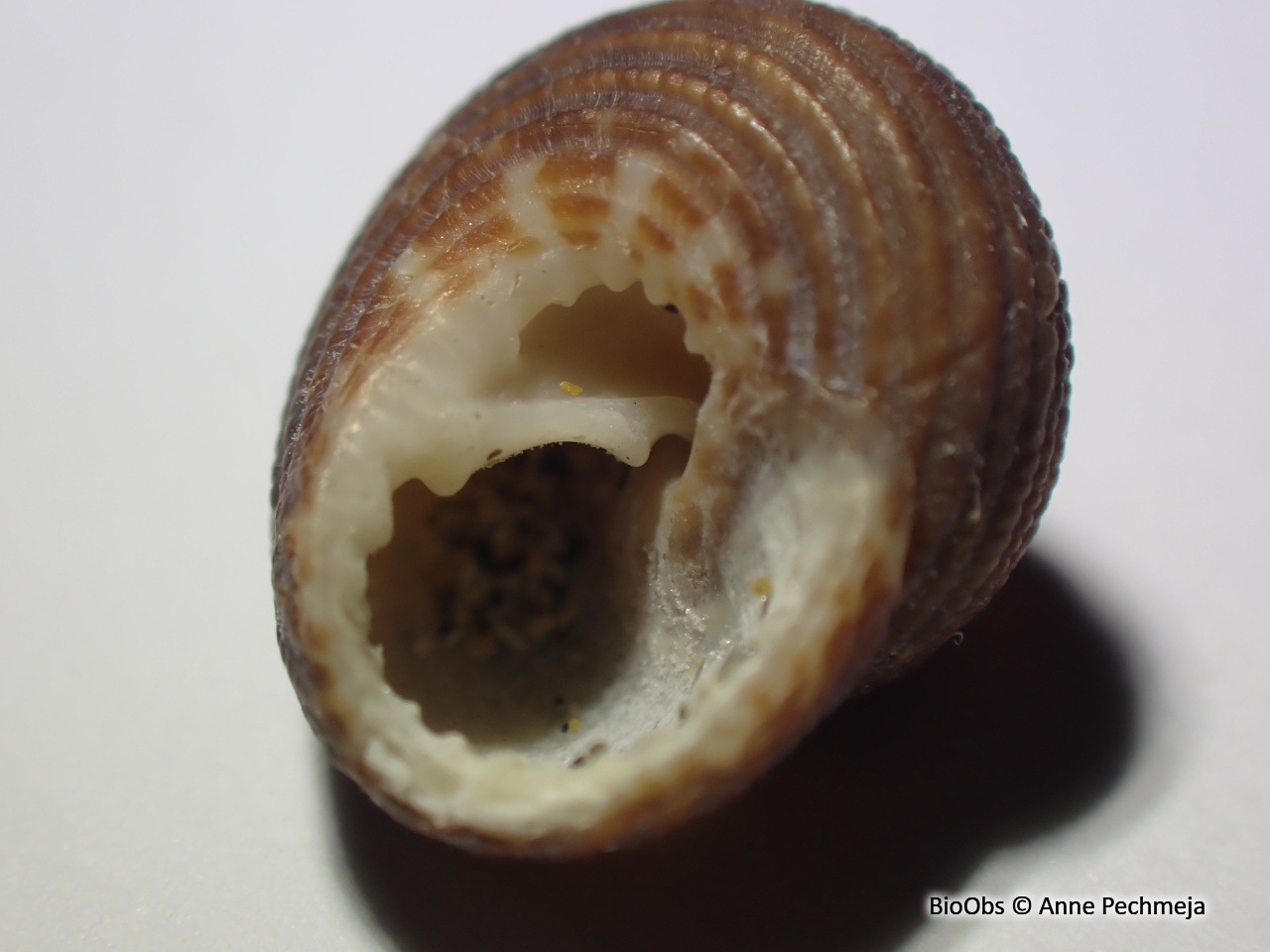 Clanculus croisé - Clanculus cruciatus - Anne Pechmeja - BioObs