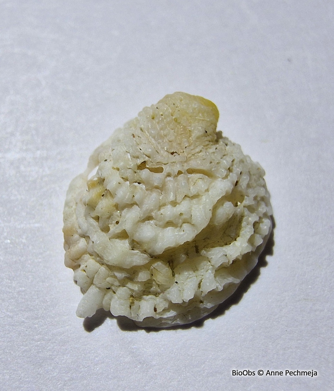 Chama gryphoides - Chama gryphoides - Anne Pechmeja - BioObs