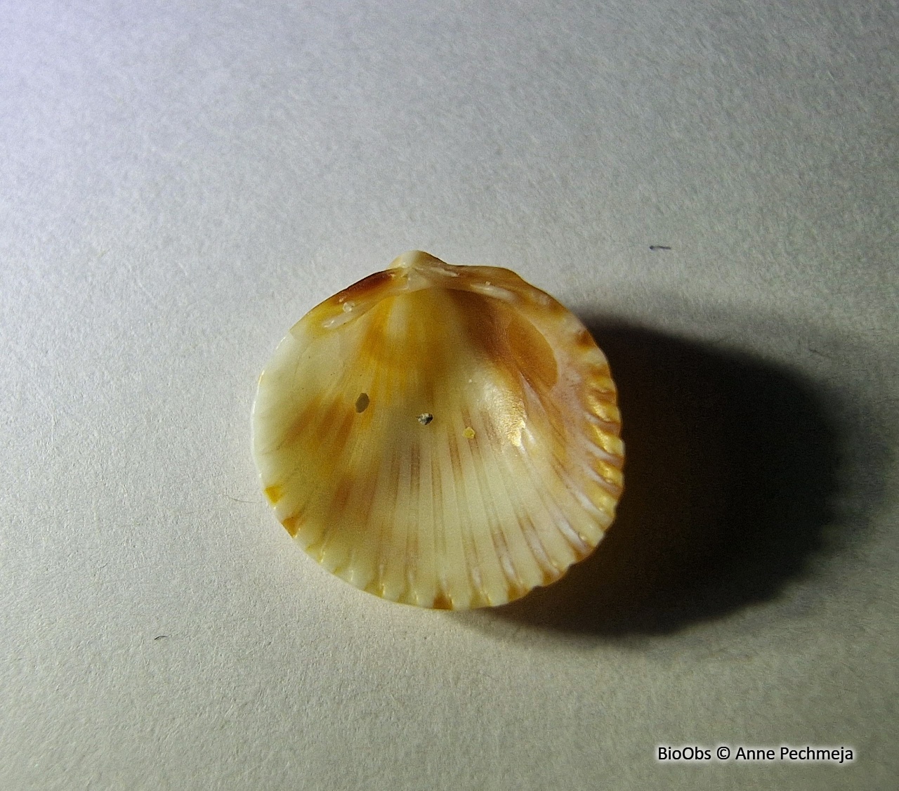 Cardium papillon - Papillicardium papillosum - Anne Pechmeja - BioObs