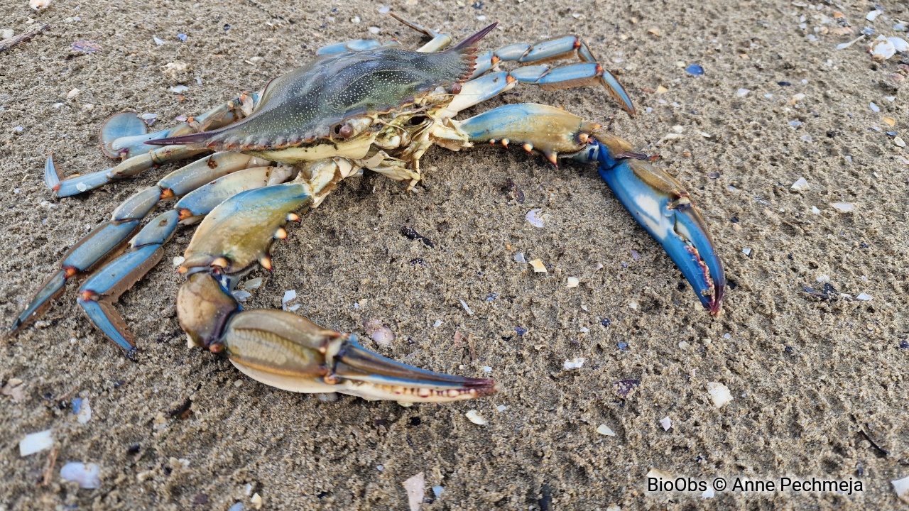 Crabe bleu américain - Callinectes sapidus - Anne Pechmeja - BioObs