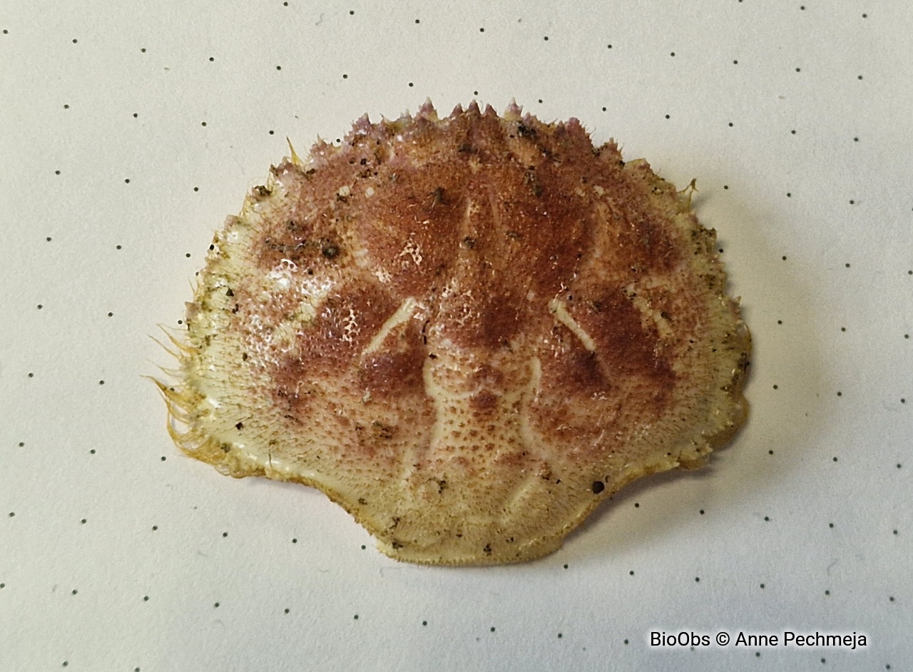 Grand crabe circulaire - Atelecyclus undecimdentatus - Anne Pechmeja - BioObs