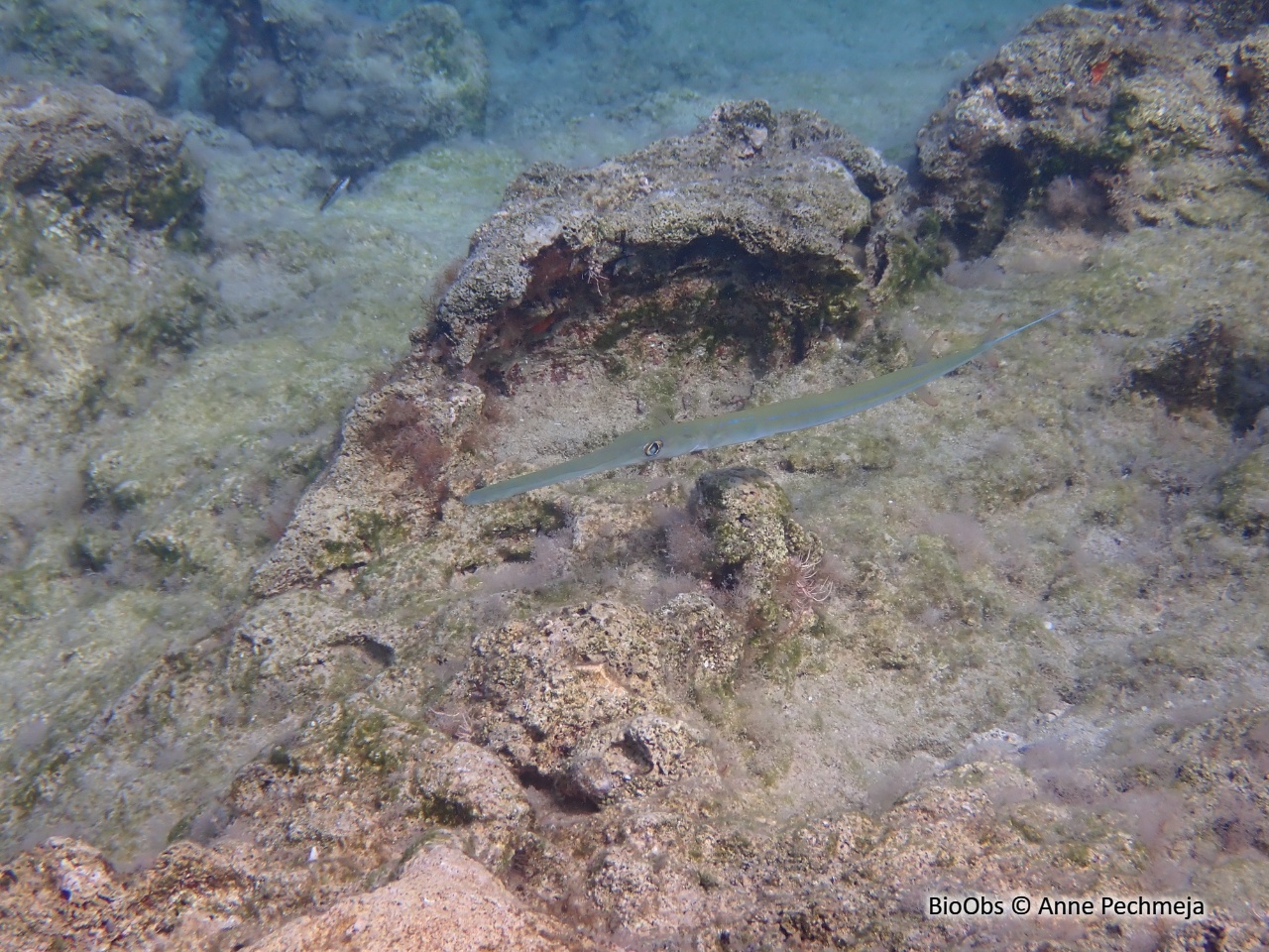 Poisson-flûte à taches bleues - Fistularia commersonii - Anne Pechmeja - BioObs