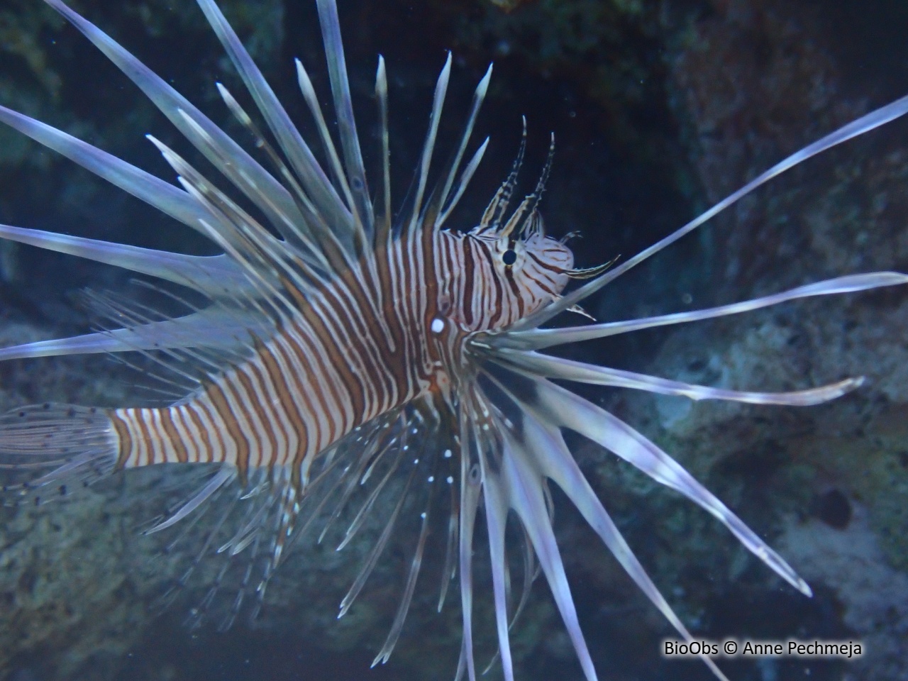 Rascasse volante de l'océan Indien - Pterois miles - Anne Pechmeja - BioObs