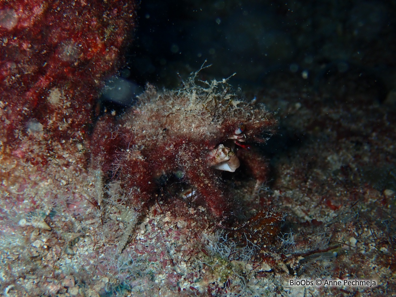 Petite araignée de mer - Maja crispata - Anne Pechmeja - BioObs