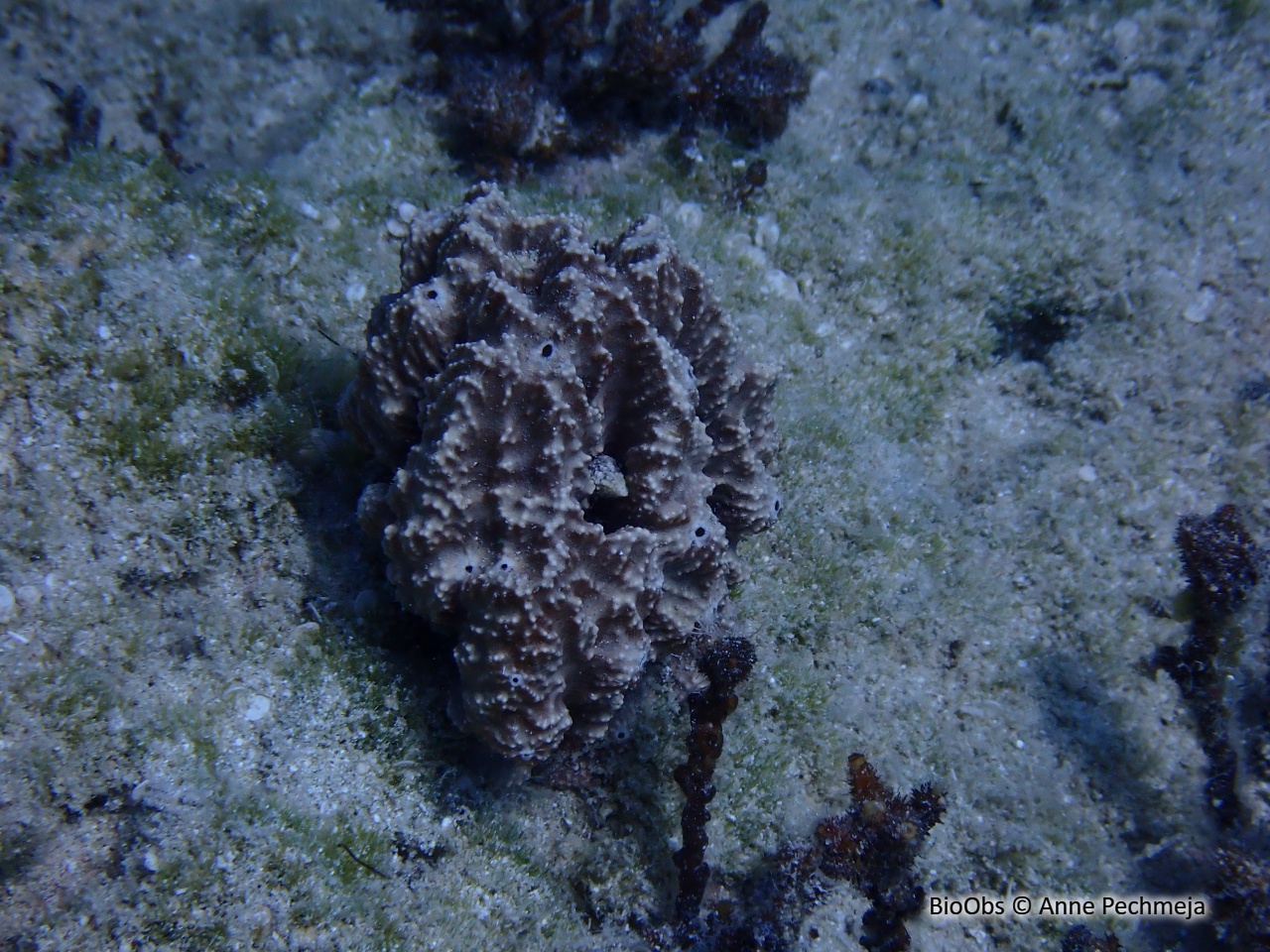 Ircinia fibreuse - Sarcotragus fasciculatus - Anne Pechmeja - BioObs