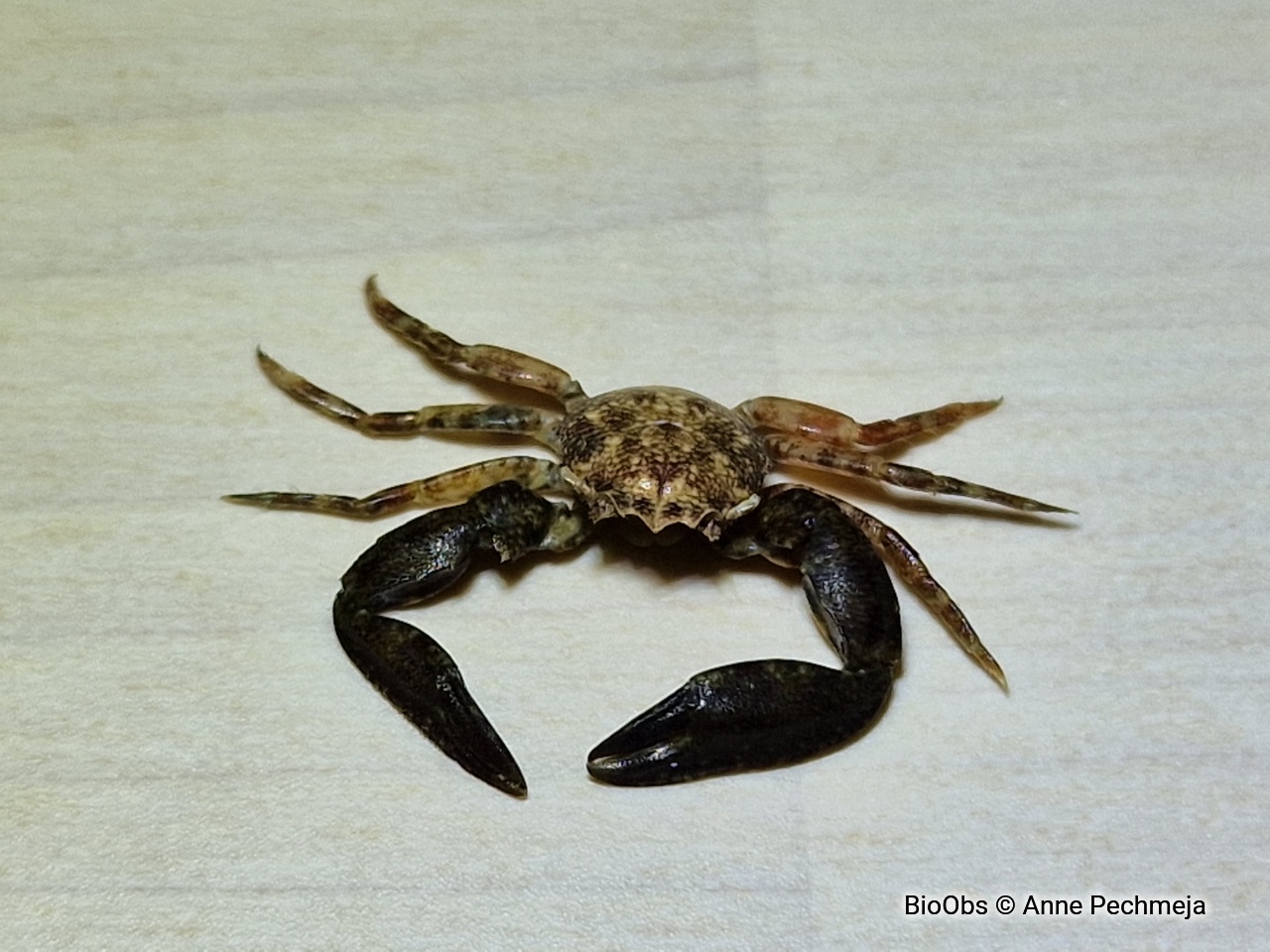 Crabe porcelaine à longues pinces - Pisidia longicornis - Anne Pechmeja - BioObs