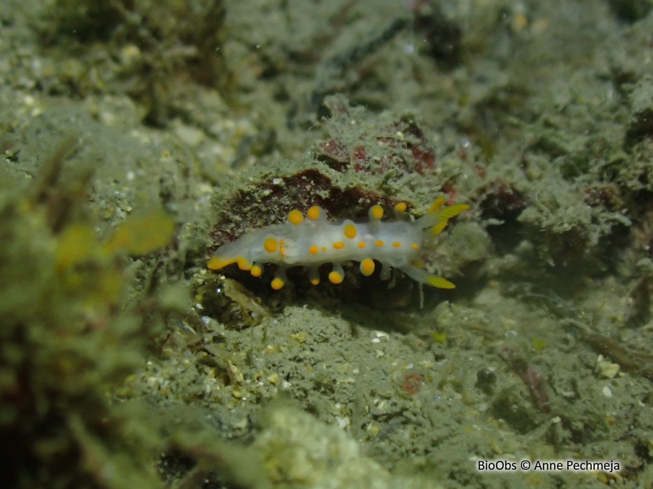 Eolis de Farran - Amphorina farrani - Anne Pechmeja - BioObs