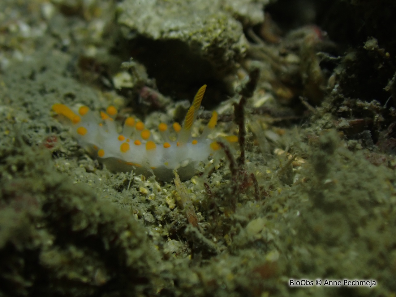 Limacia d'Ines - Limacia inesae - Anne Pechmeja - BioObs