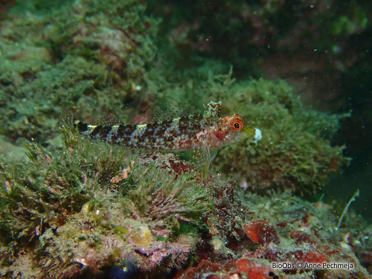 Triptérygion jaune - Tripterygion delaisi - Anne Pechmeja - BioObs