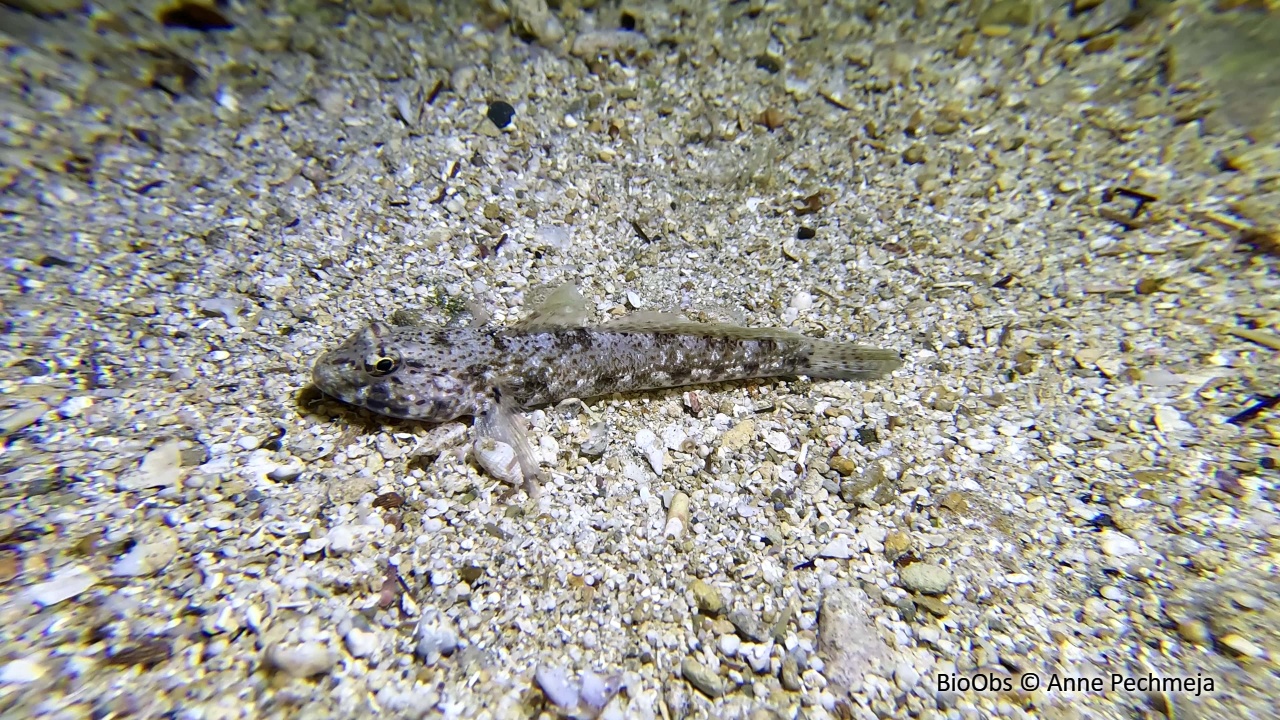 Gobie marbré - Pomatoschistus marmoratus - Anne Pechmeja - BioObs