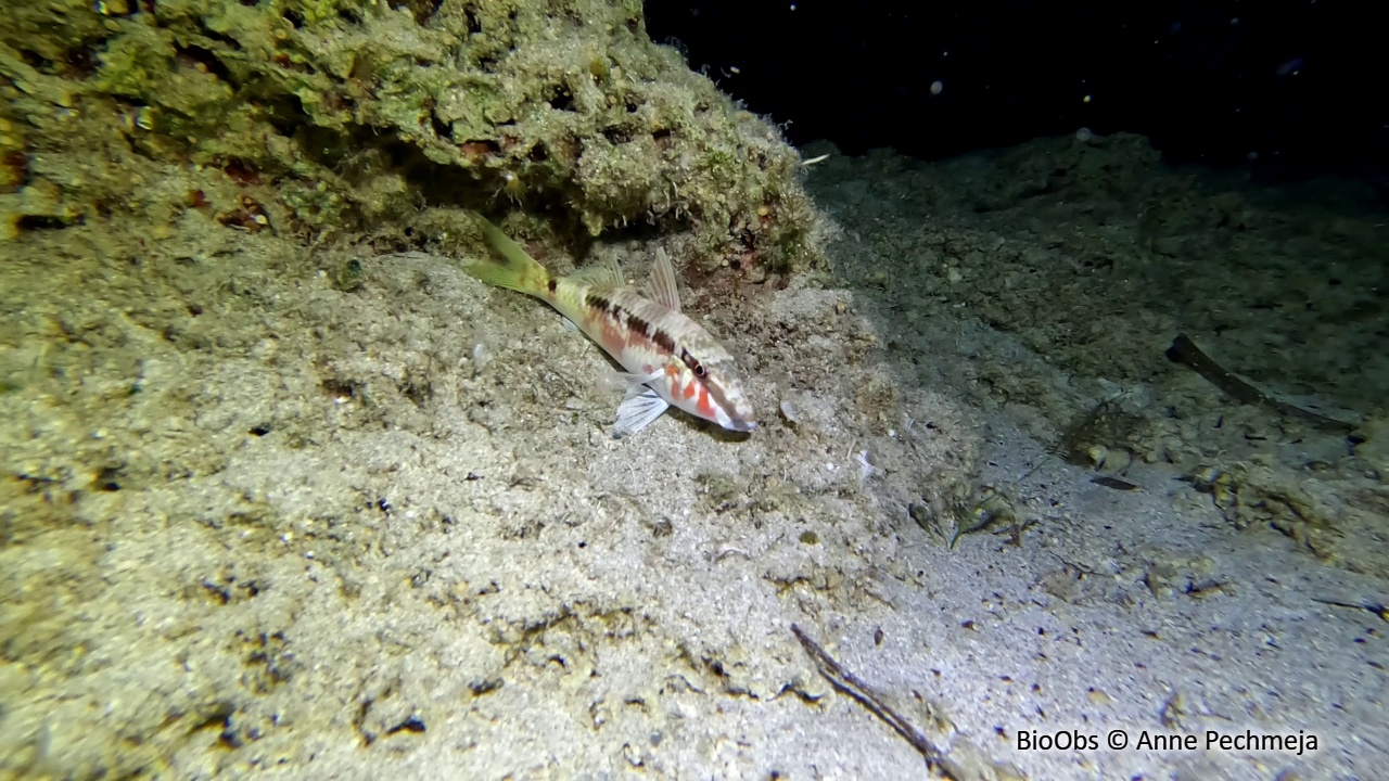Rouget de Mer Rouge - Parupeneus forsskali - Anne Pechmeja - BioObs
