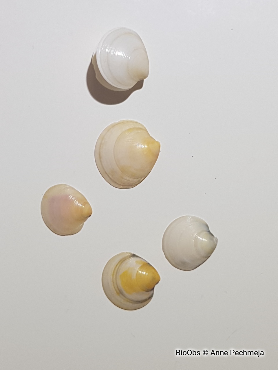 Dosine en porcelaine - Dosinia lupinus - Anne Pechmeja - BioObs