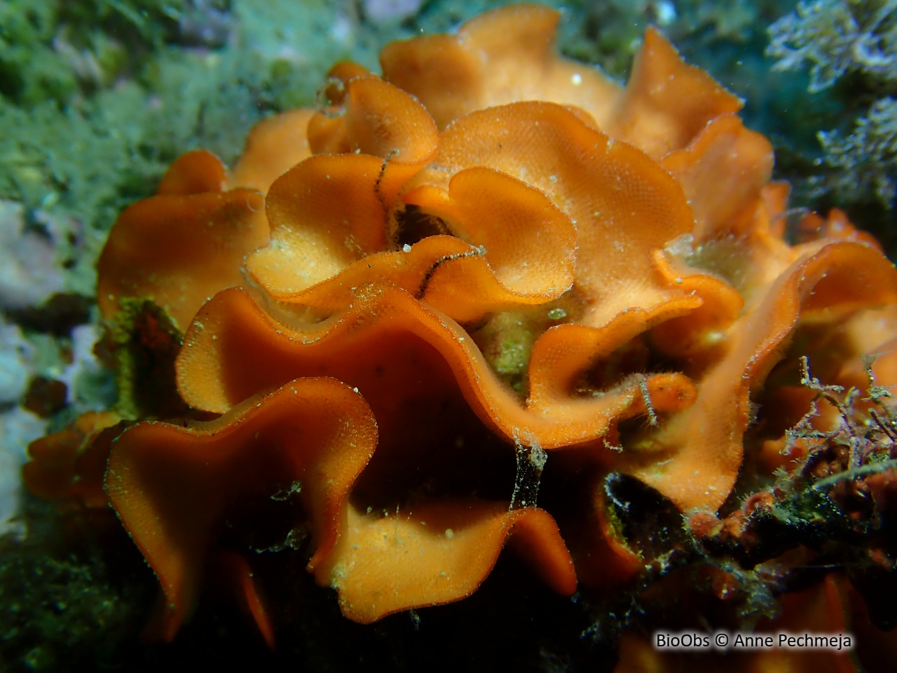 Rose de mer Méditerranéenne - Pentapora fascialis - Anne Pechmeja - BioObs