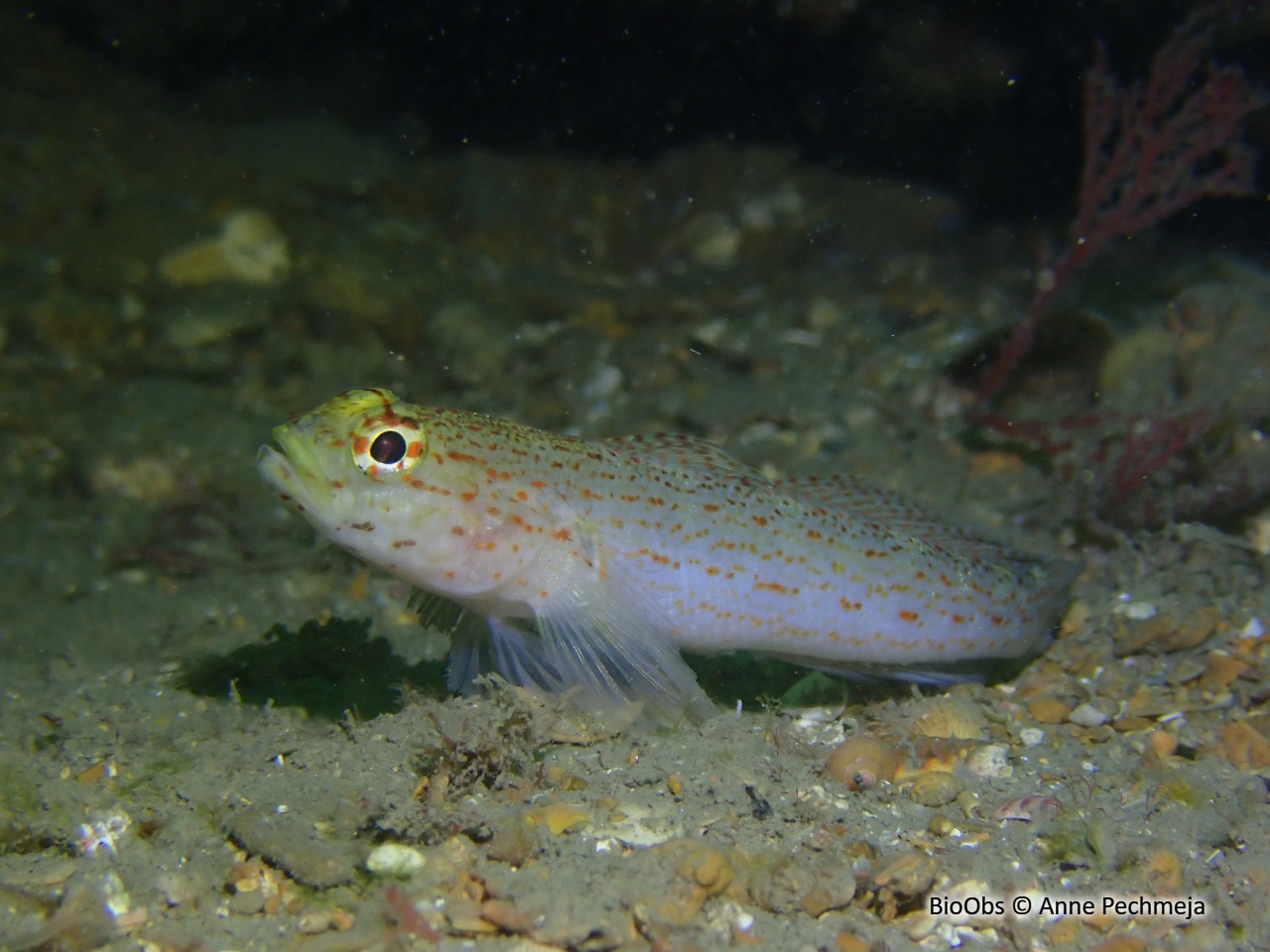 Gobie à tête jaune - Gobius xanthocephalus - Anne Pechmeja - BioObs