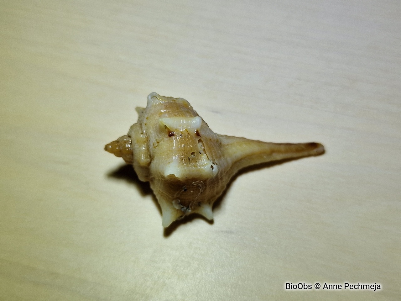 Murex épineux - Bolinus brandaris - Anne Pechmeja - BioObs