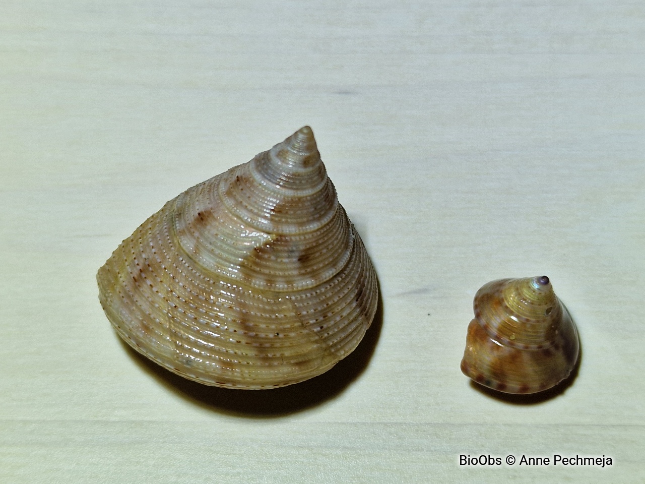 Troque granuleux - Calliostoma granulatum - Anne Pechmeja - BioObs