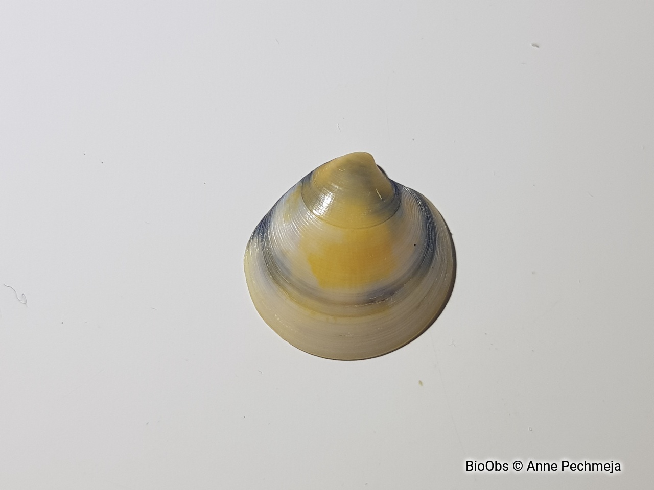 Dosine en porcelaine - Dosinia lupinus - Anne Pechmeja - BioObs