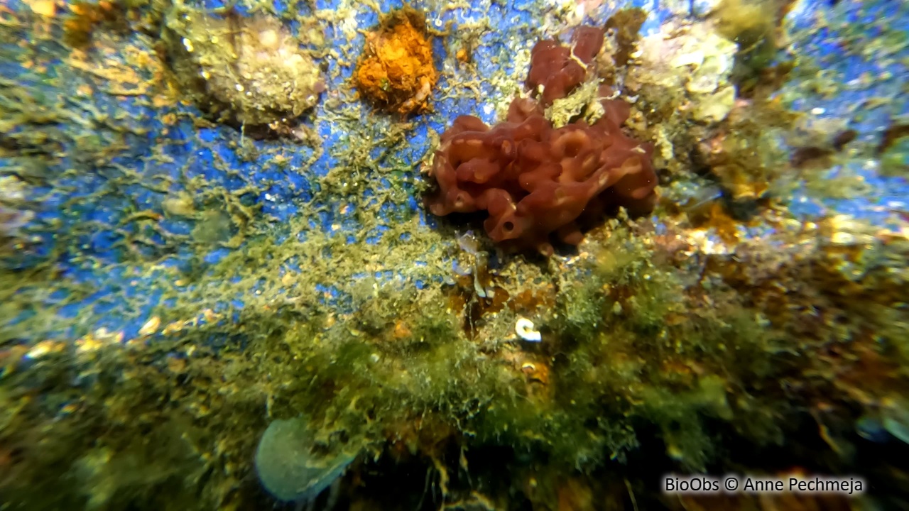 Oscarelle marron - Oscarella microlobata - Anne Pechmeja - BioObs