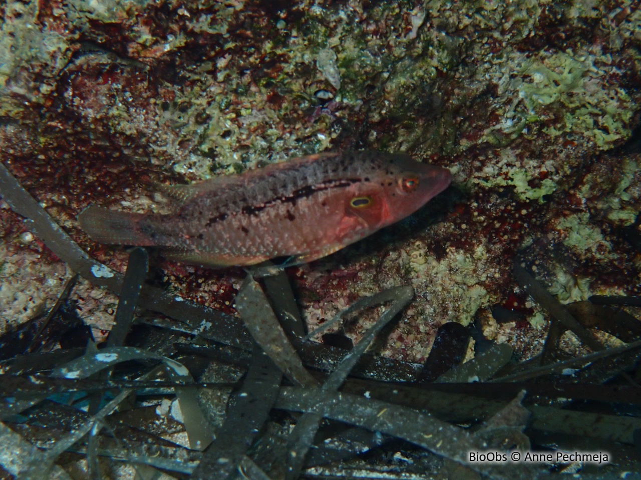 Labre nain de mer rouge - Pteragogus trispilus - Anne Pechmeja - BioObs