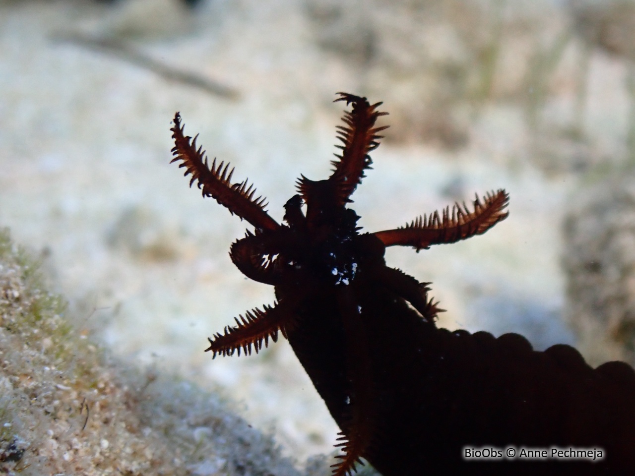 Holothurie concombre noir - Synaptula reciprocans - Anne Pechmeja - BioObs