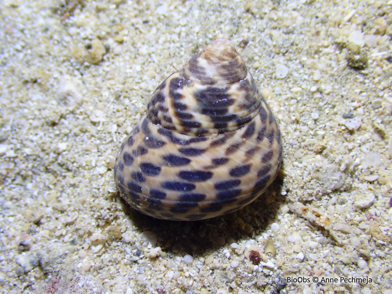 Gibbule toupie - Phorcus turbinatus - Anne Pechmeja - BioObs