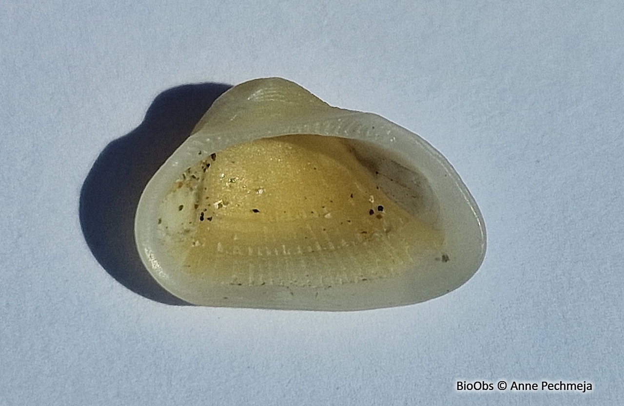 Arche lactée - Striarca lactea - Anne Pechmeja - BioObs