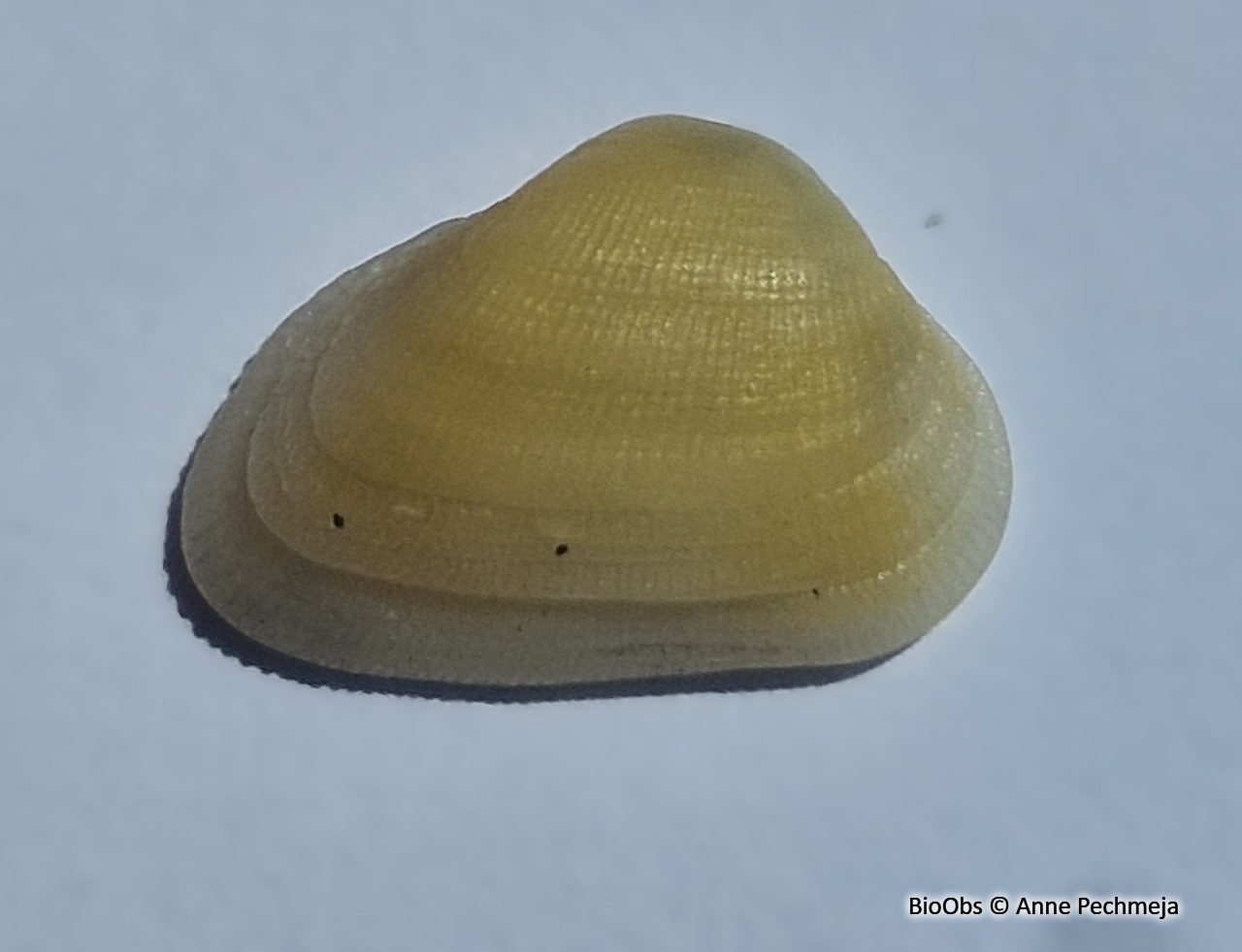 Arche lactée - Striarca lactea - Anne Pechmeja - BioObs