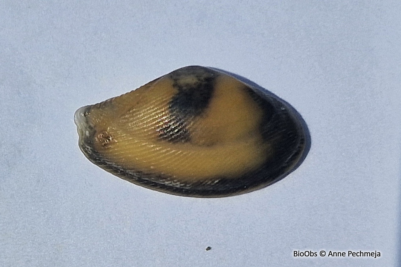 Lembulus  pella - Lembulus  pella - Anne Pechmeja - BioObs